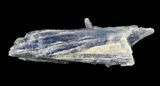 Vibrant Blue Kyanite Crystal - Brazil #56948-1